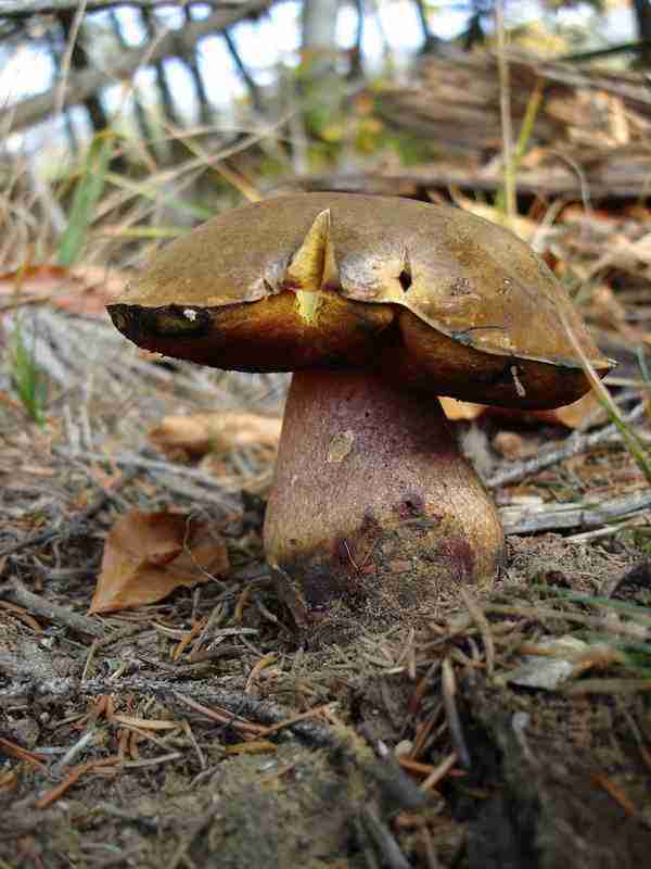  Image name: 85 Porcino.jpg 
 width: 600 pixel 
 height: 800 pixel 
 Size: 36536 bytes 
 Click to enlarge 